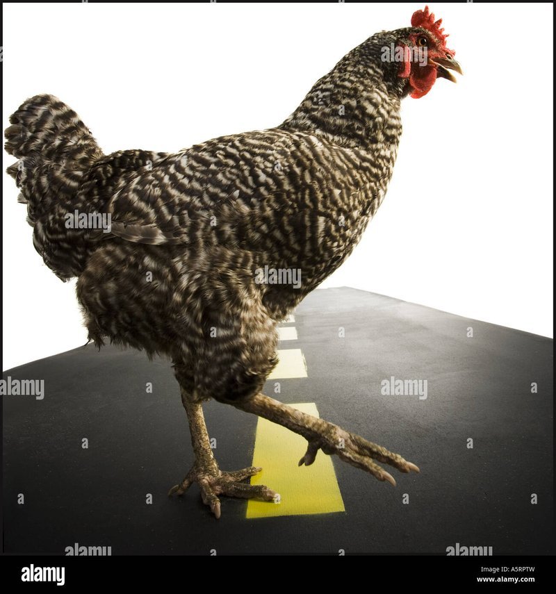 Descubre el Mundo de Aventuras en Chicken Road 2 Casino en España, chicken road 2 españa